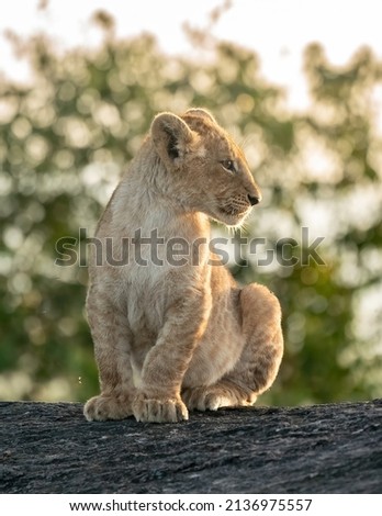 Portrait shot of a Lion cub 