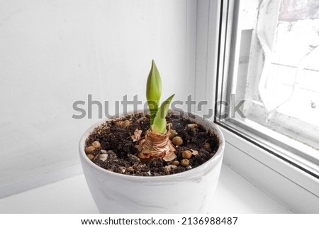 Amaryllis in a clay pot on the windowsill. Amaryllis bud. Indoor plants, cultivation and care of domestic plants. The amaryllis bulb has risen. Royalty-Free Stock Photo #2136988487