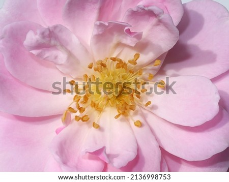 Close up pollen of Pink Rose flower. (Scientific name Rosa damascena) Royalty-Free Stock Photo #2136998753