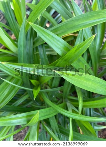 This is a fragrant pandan leaf, this leaf is often used as a food enhancer because of its distinctive aroma
