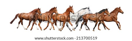 Herd of beautiful wild horses running free on white background