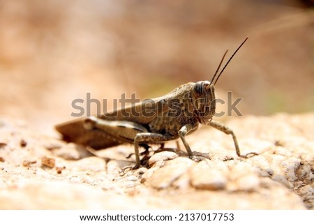 Close-up macro picture of brown grasshopper in Albania. Detailed image of insect with legs, eyes, head and sensors and feelers on rocky surface. Stone in foreground and background.