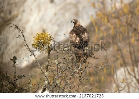Adult male Golden eagle in a mountainous area of an oak forest with the first light of a cold winter day