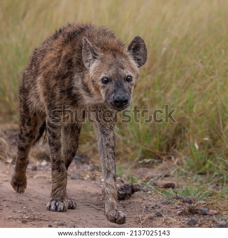 a wet spotted hyena on the move
