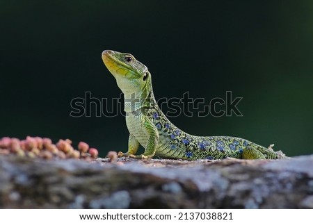 Close up portrait of a big and dominant adult male ocellated lizard or jewelled lizard (Timon lepidus). Beautiful scary green and blue exotic lizard with vibrant colors in natural environment. Spain Royalty-Free Stock Photo #2137038821