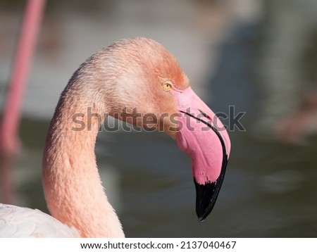 Wild greater flamingo (Phoenicopterus roseus), Parc Ornithologique du Pont de Gau, Camargue’s Regional Natural Park, Arles, France