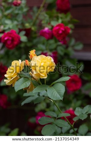 Close up of tender yellow roses bush, blooming flowers and closed buds in a concrete pot on a sunny day. Wood texture plank on the back. blossom of colorful roses on the alley of the city park