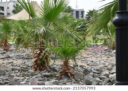 Beautiful pic of a small palm tree 