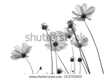 flower silhouette   