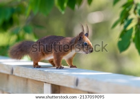 Squirrel on a veranda rail in summertime Sweden. 