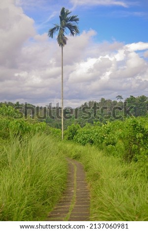 one tall tropical palm tree with a long trunk among the jungle and cloudy sky