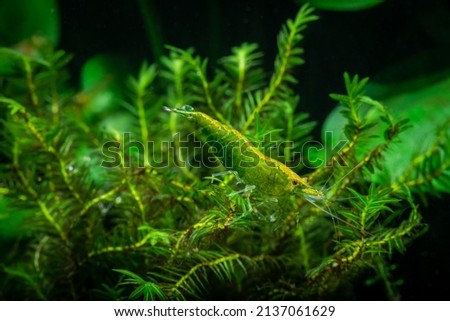 Nice green jade neocaridina shrimp in freshwater tank dark key macro aquarium photography
