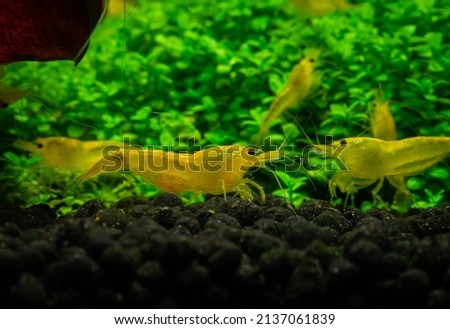 Nice yellow neocaridina shrimp in freshwater tank dark key macro aquarium photography