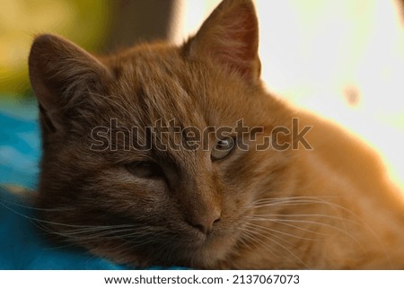 Ginger tabby cat cute , fluffy, cat closeup.