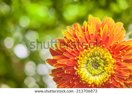 Calendula flowers