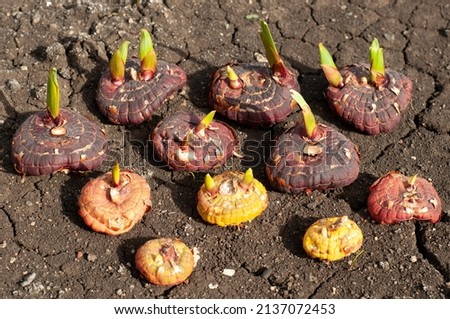 Sprouting bulbs gladiolus ready for planting full frame. Bulbs of gladiolus flowers. Flowers gladiolus. Root crops of gladioli. Corm flower. Several different gladiolus bulbs. Royalty-Free Stock Photo #2137072453