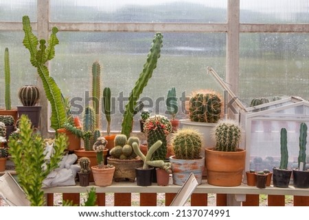 Different types of cactus in pots