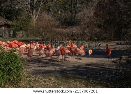 Flamingos are a type of wading bird in the family Phoenicopteridae, there are four flamingo species distributed throughout the Americas, and two species native to Africa, Asia and Europe.