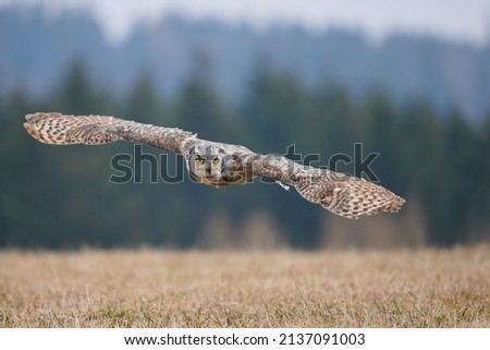 Great Spotted Owl Bubo virginianus also known as the Tiger Owl in flight low over the landscape.