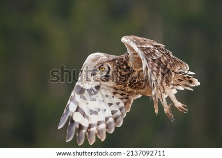Great Spotted Owl Bubo africanus also known as the Tiger Owl in flight low over the landscape.