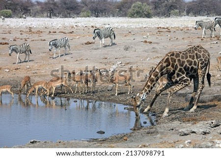 Giraffe drinking at a waterhole close to impala and zebra, Etosha National Park, Namibia
