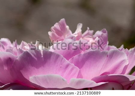 beautiful peony flowers during flowering, large flowers with lots of peony petals