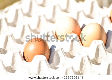 Three eggs in egg tray, raw eggs . Photo 