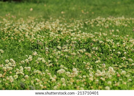 white clover texture background in the Park Gor'kogo,, Moscow, Russia Royalty-Free Stock Photo #213710401