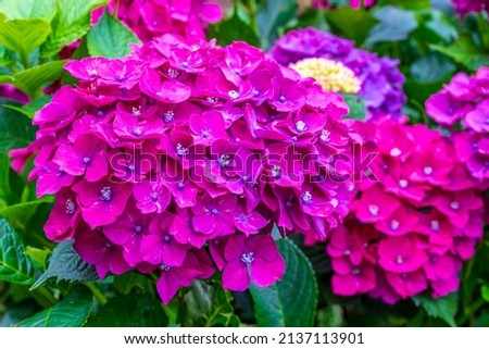 colorful hydrangeas and green leaves