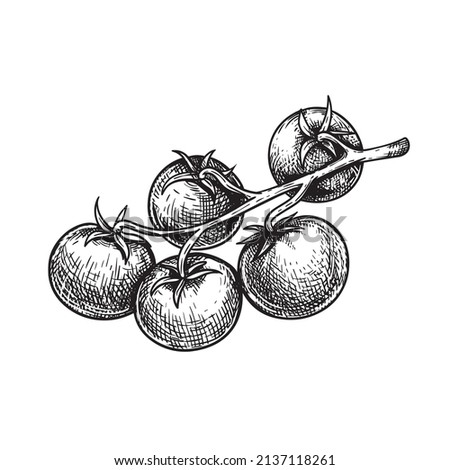 Hand drawn sketch style cherry tomatoes branch. Best for tomato themed designs in retro vintage style. Organic vegetable vector illustration. Royalty-Free Stock Photo #2137118261