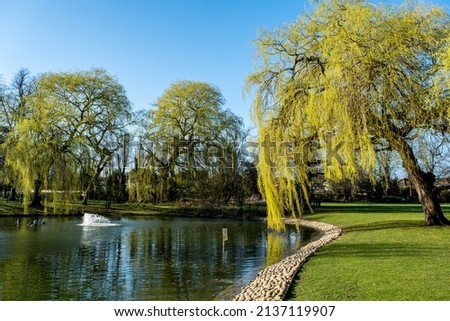 Epsom Surrey London UK, March 19 2022, Weeping Willow Tree Next To A Park Lake With No People Royalty-Free Stock Photo #2137119907