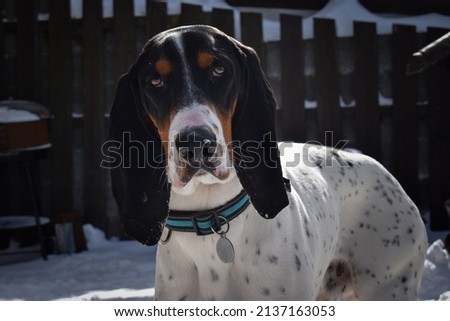 A cute dog in the mountains, Bernese Hound Dog, Swiss Hound, a sad dog with collar, looking, long ears, winter, hunt, brown, slim, head, close up, standing, cute, expensive breed, lonely, sadness Royalty-Free Stock Photo #2137163053