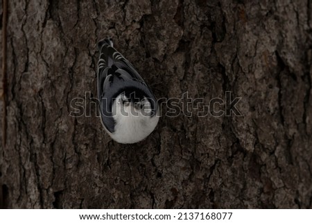A white-breasted nuthatch perched on a tree. Sitta carolinensis