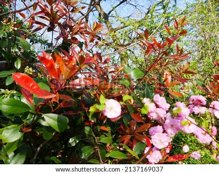 Close-up of a well-kept, well-flowered bush or shrub in a large garden, in bright sunlight, light reflecting off the pink and red flowers, a source of medicine and health, nature in its element