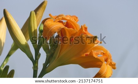Lilium bulbiferum orange lily in bloom in a Garden 