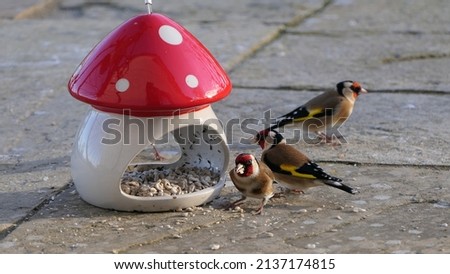 Goldfinches feeding from a Mushroom Toadstool Ceramic Bird Feeder 
