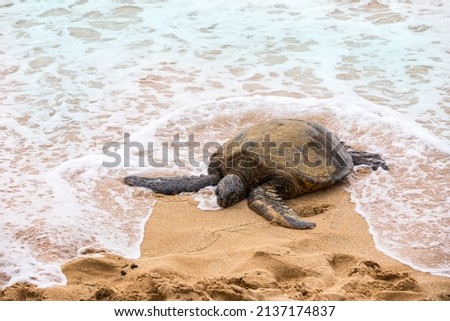Hawaiian Green Sea Turtle on the Pacific Ocean in Hawaii Beach. Selective focus.