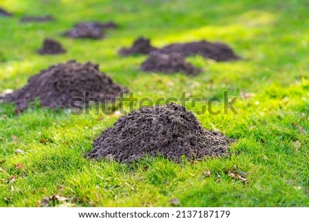 Lawn in the garden with mole hills Royalty-Free Stock Photo #2137187179