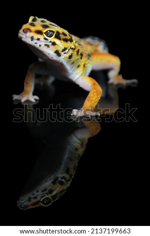 Leopard Gecko with Black Background