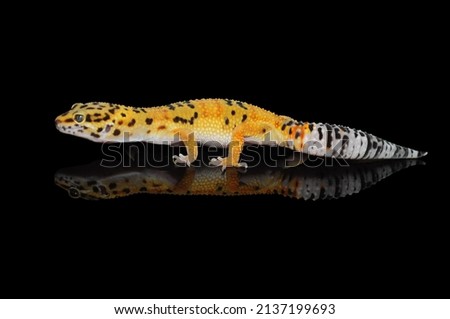 Leopard Gecko with Black Background