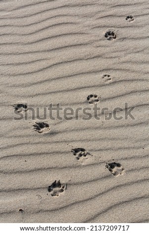 sea sand texture with animal footprints