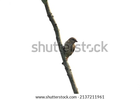 curious bird, House Sparrow bird sit on a branch 
isolated on white background 
