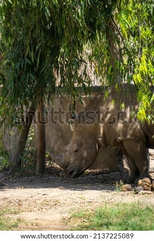 A white rhino is kept in captivity in the zoo