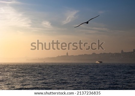 Istanbul view. Cityscape of Istanbul at foggy weather with a seagull. Galata tower and a ferry on the background.