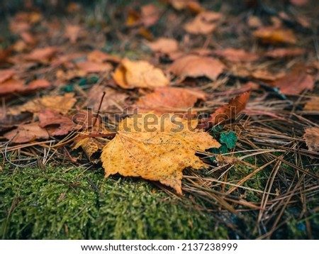 Red and orange leaves on the ground