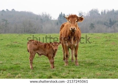 Calf AND HER lovely MOTHER  in the meadow in Charente