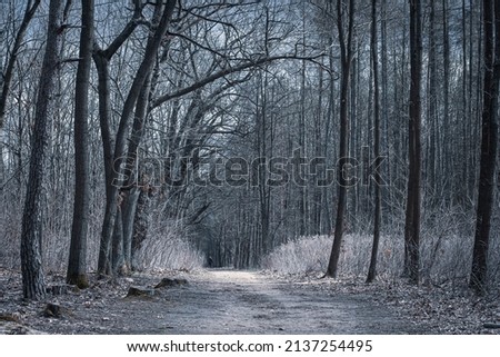 Overcast morning in Kampinos National Park, Warsaw, Poland. Dark woodland and touristic path in a forest. Selective focus on the details, blurred background.