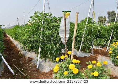 plastic trap and marigold plant in Agriculture field. they designed to attract and capture a variety of insects and pest. Organic farming technique.  Royalty-Free Stock Photo #2137257423
