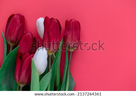 Red and white tulips on a red background lie on the left side of the picture, with space for text on the right side. Holiday postcard. Mothers Day. Birthday. March 8. Women's Day. Surprise. Calendar. 
