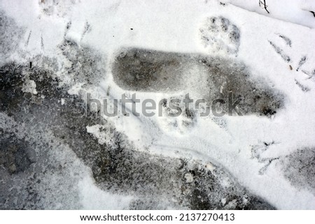 Unusual human footprints from shoes on a white snow road in winter.